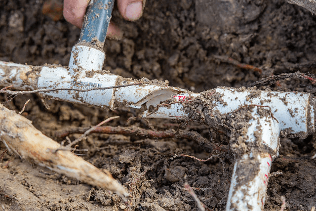 db28ef962eec7acbb2bd2d499e1cd7ca-large